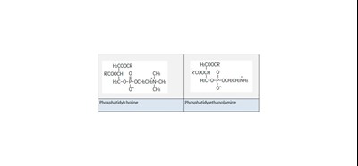 Desc 2 (Description Table 2)